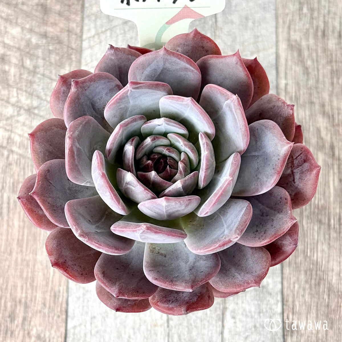 ホライゾン【tawawaハウス苗】(7.5cmポット)