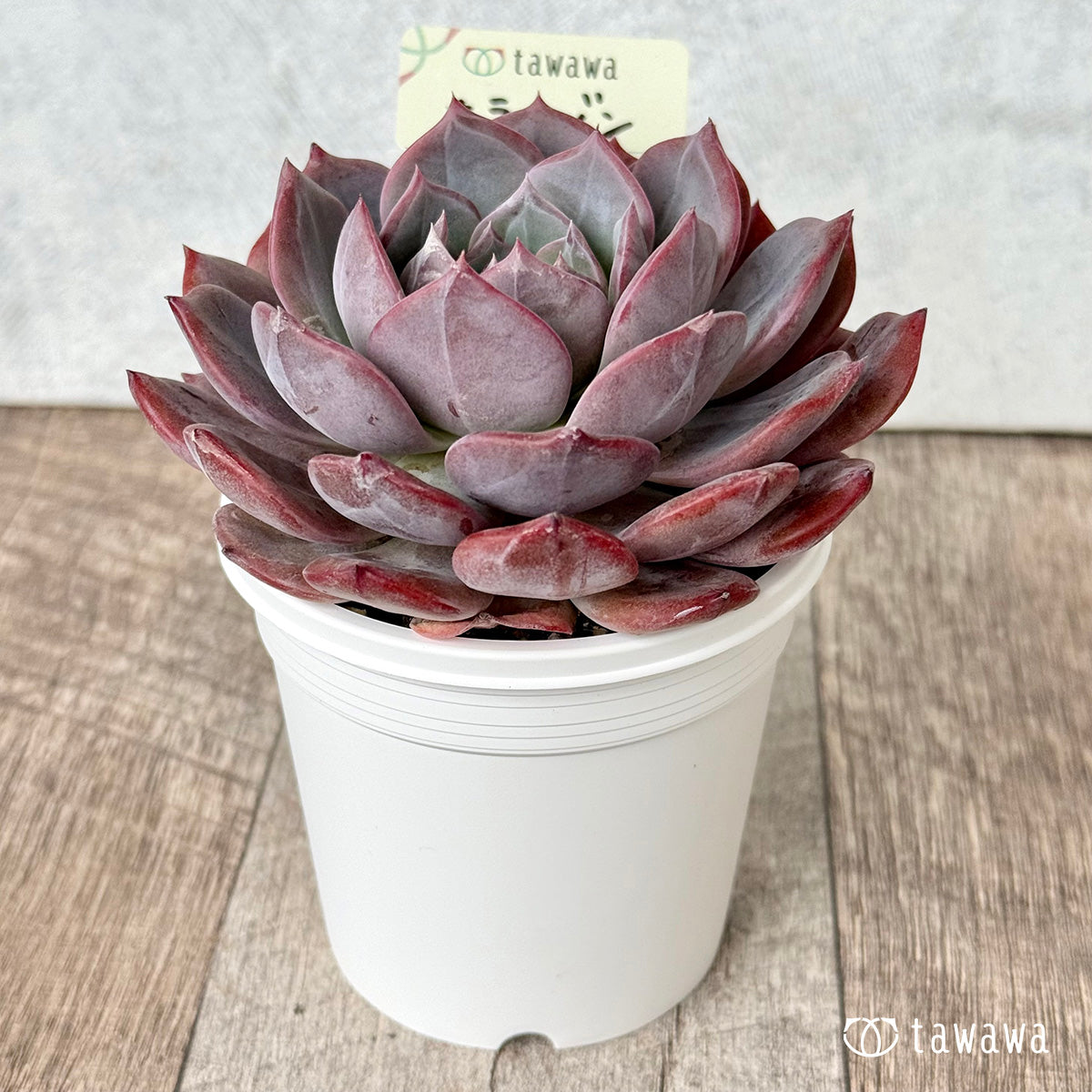 ホライゾン【tawawaハウス苗】(7.5cmポット)