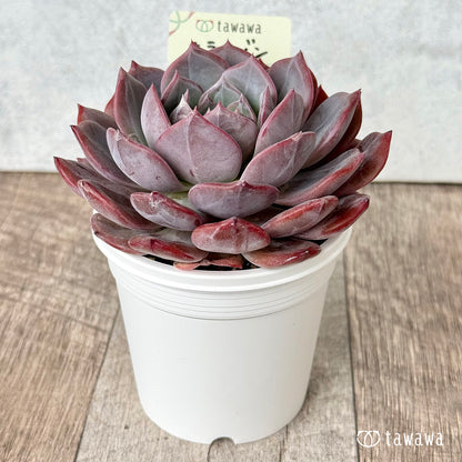 ホライゾン【tawawaハウス苗】(7.5cmポット)