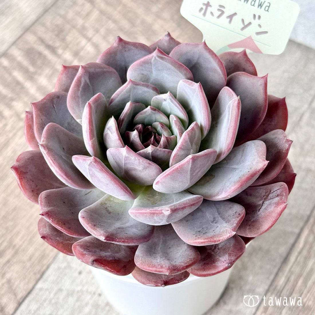 ホライゾン【tawawaハウス苗】(7.5cmポット)