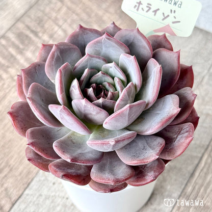 ホライゾン【tawawaハウス苗】(7.5cmポット)