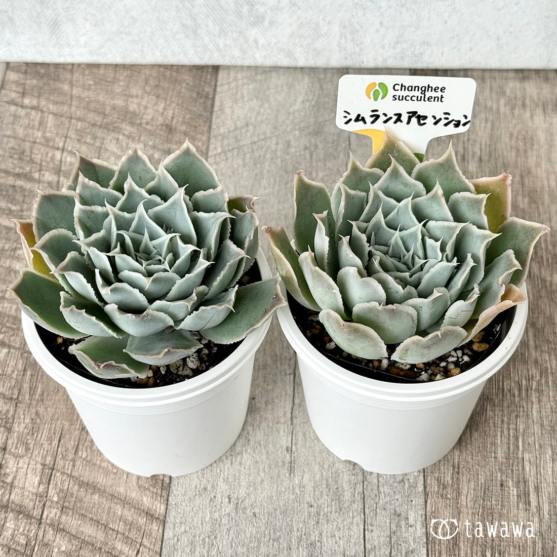 *新発売* 原種シムランスアセンション(チャンヒー農園 )【tawawaハウス苗】(7.5cmポット)