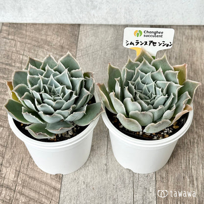 ＊新発売＊　原種シムランスアセンション（チャンヒー農園 ）【tawawaハウス苗】(7.5cmポット)