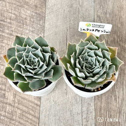 ＊新発売＊　原種シムランスアセンション（チャンヒー農園 ）【tawawaハウス苗】(7.5cmポット)