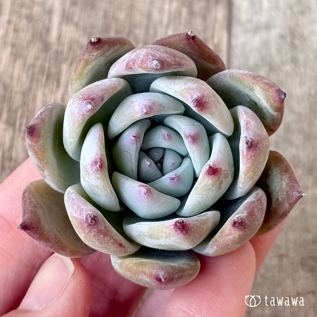 ＊新入荷＊　ブルーサバス（エアーマジック農園苗）