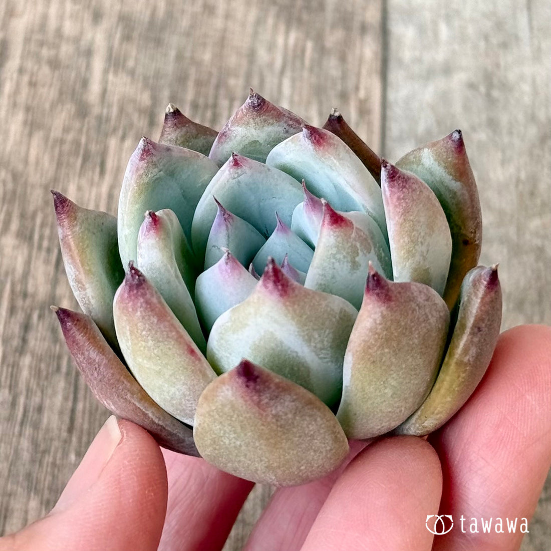 ブルーサバス（エアーマジック農園苗）