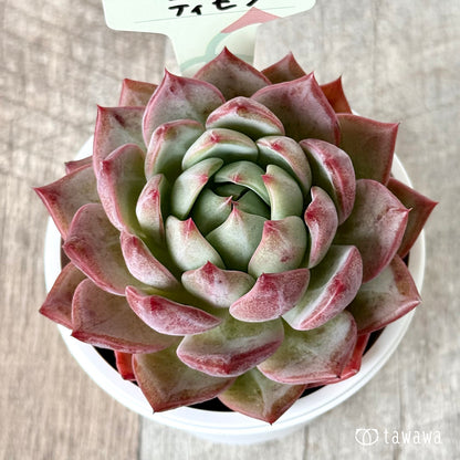 ＊新発売＊　ティモン（エアーマジック農園）【tawawaハウス苗】(7.5cmポット)