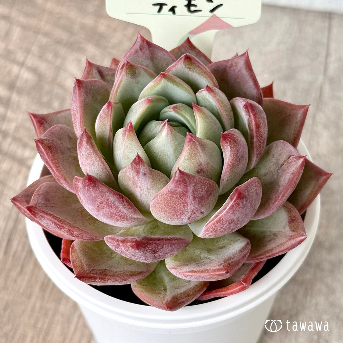 ＊新発売＊　ティモン（エアーマジック農園）【tawawaハウス苗】(7.5cmポット)