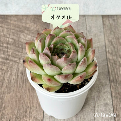 ＊新発売＊　オクスル【tawawaハウス苗】(7.5cmポット)