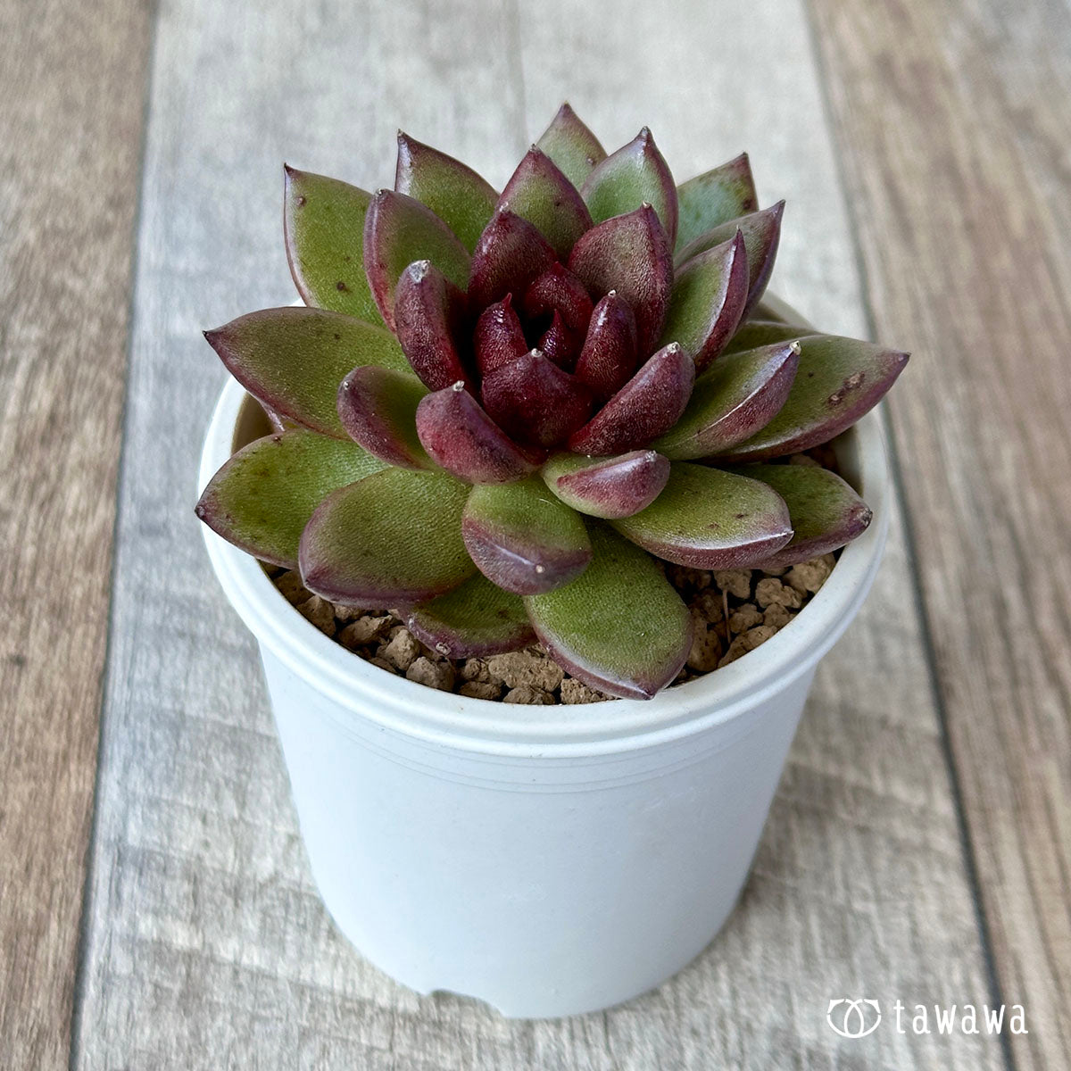 chocolate fingers succulent care Chocolate Fingers – 多肉植物の通販・販売サイト tawawa