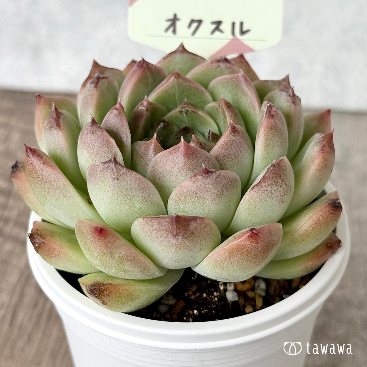 Oxalis [tawawa house seedling] (7.5cm pot)