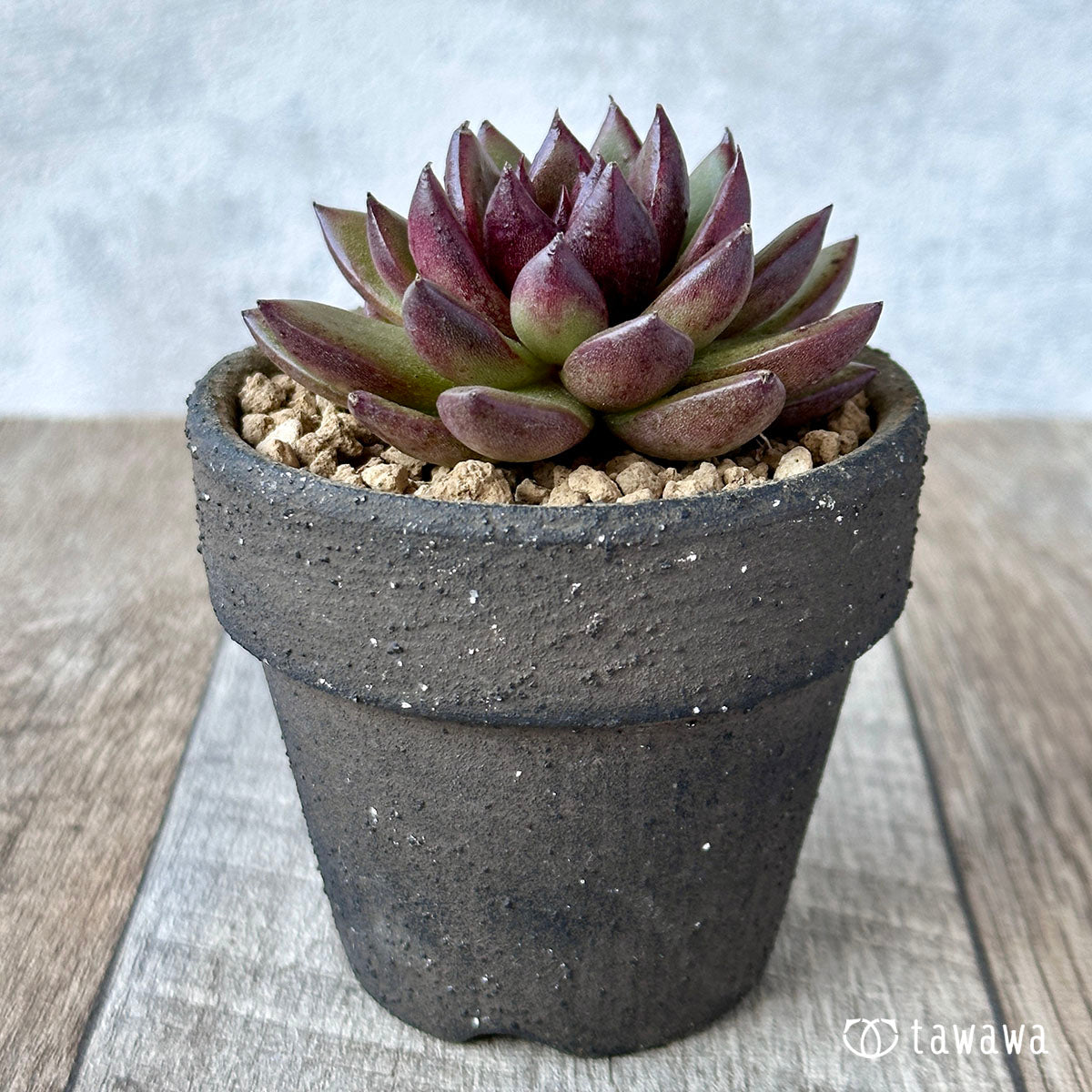 chocolate fingers succulent care Chocolate Fingers – 多肉植物の通販・販売サイト tawawa
