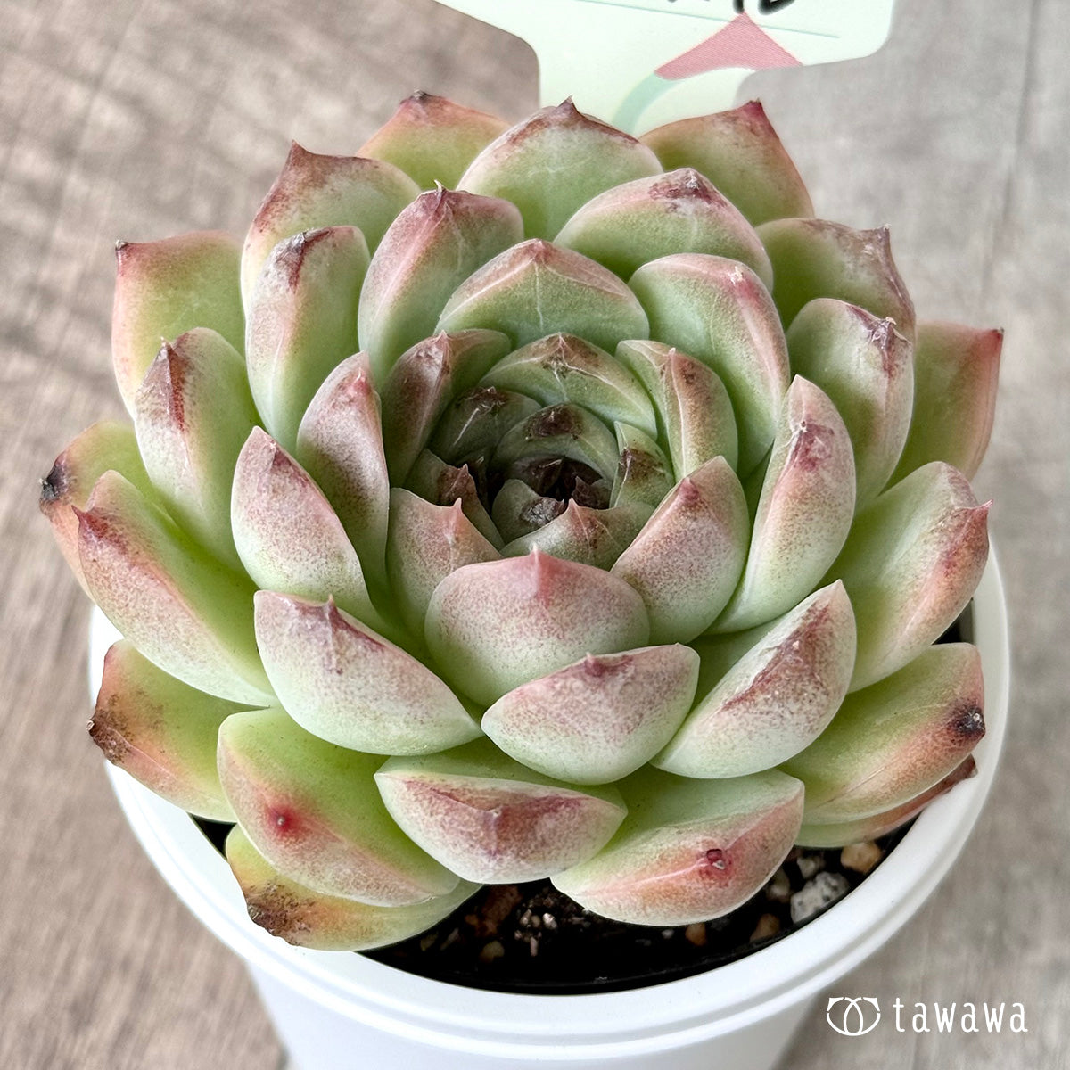 Oxalis [tawawa house seedling] (7.5cm pot)