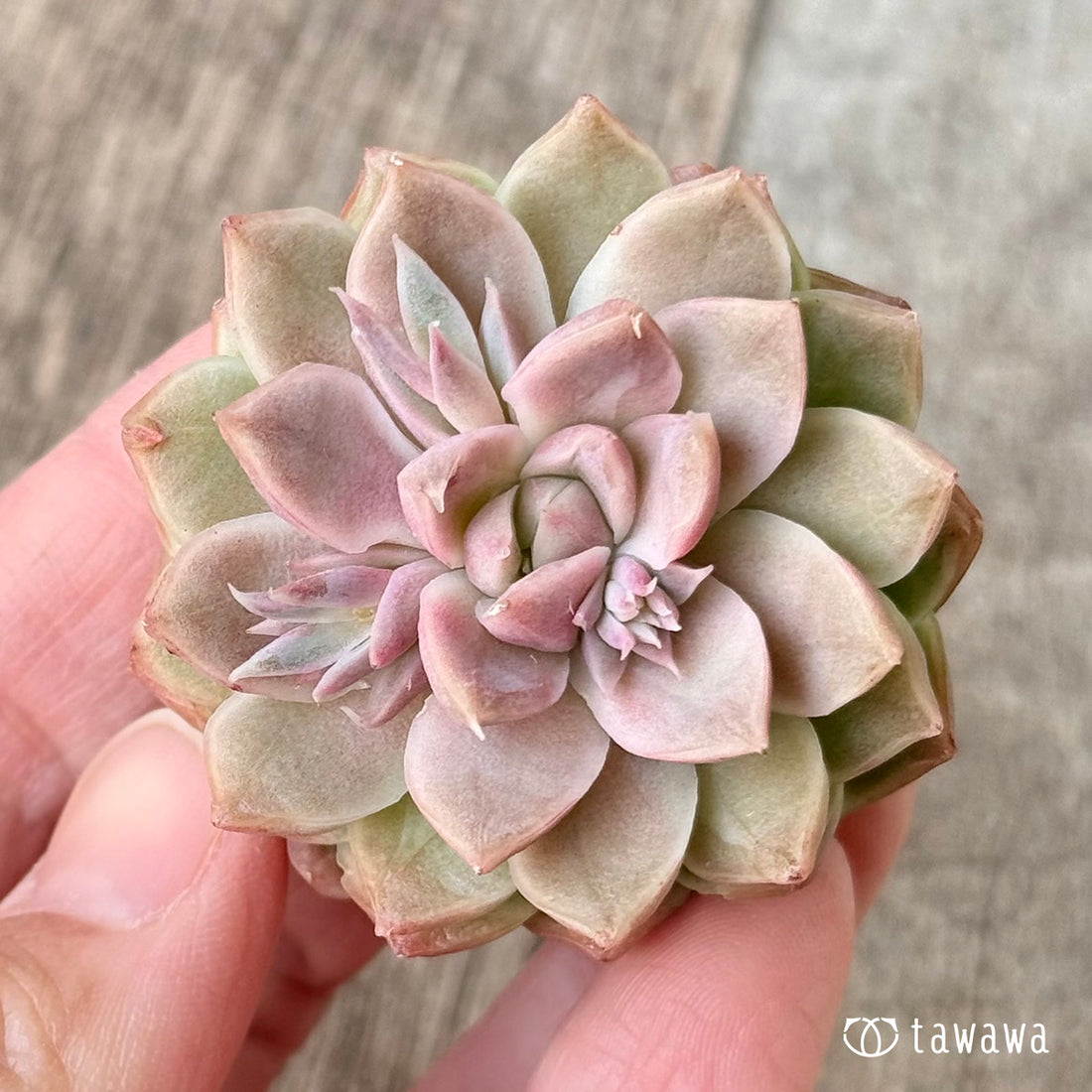 ゴールデンリー（エアーマジック農園苗）