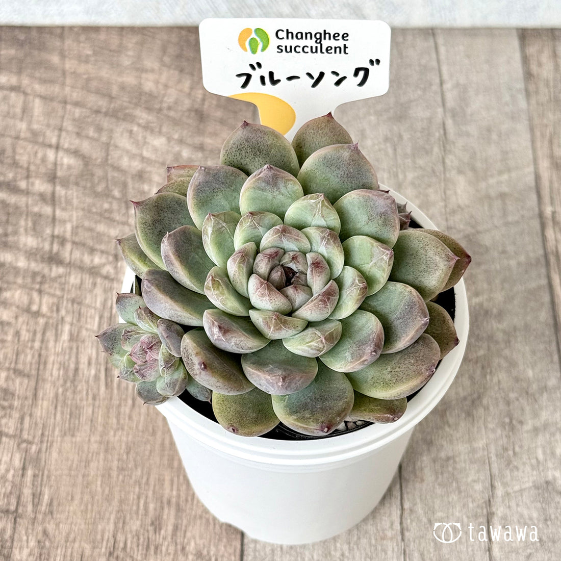*新発売* ブルーソング (チャンヒー農園)【tawawaハウス苗】(7.5cmポット)