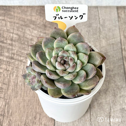＊新発売＊　ブルーソング　（チャンヒー農園）【tawawaハウス苗】(7.5cmポット)