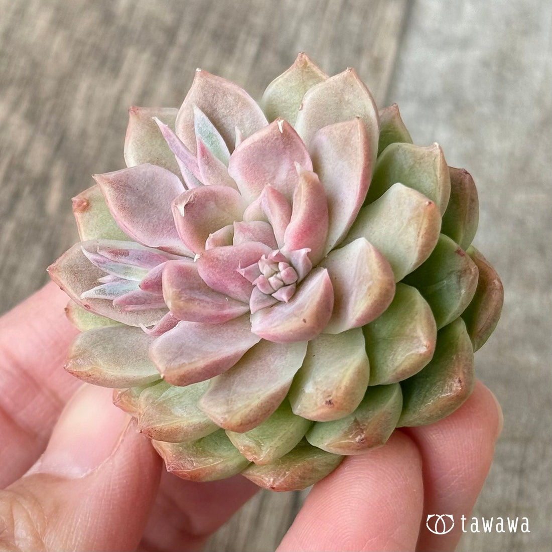 ゴールデンリー（エアーマジック農園苗）