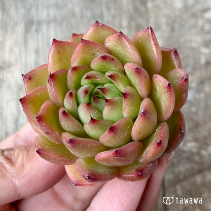 ツインスター（花村農園苗）