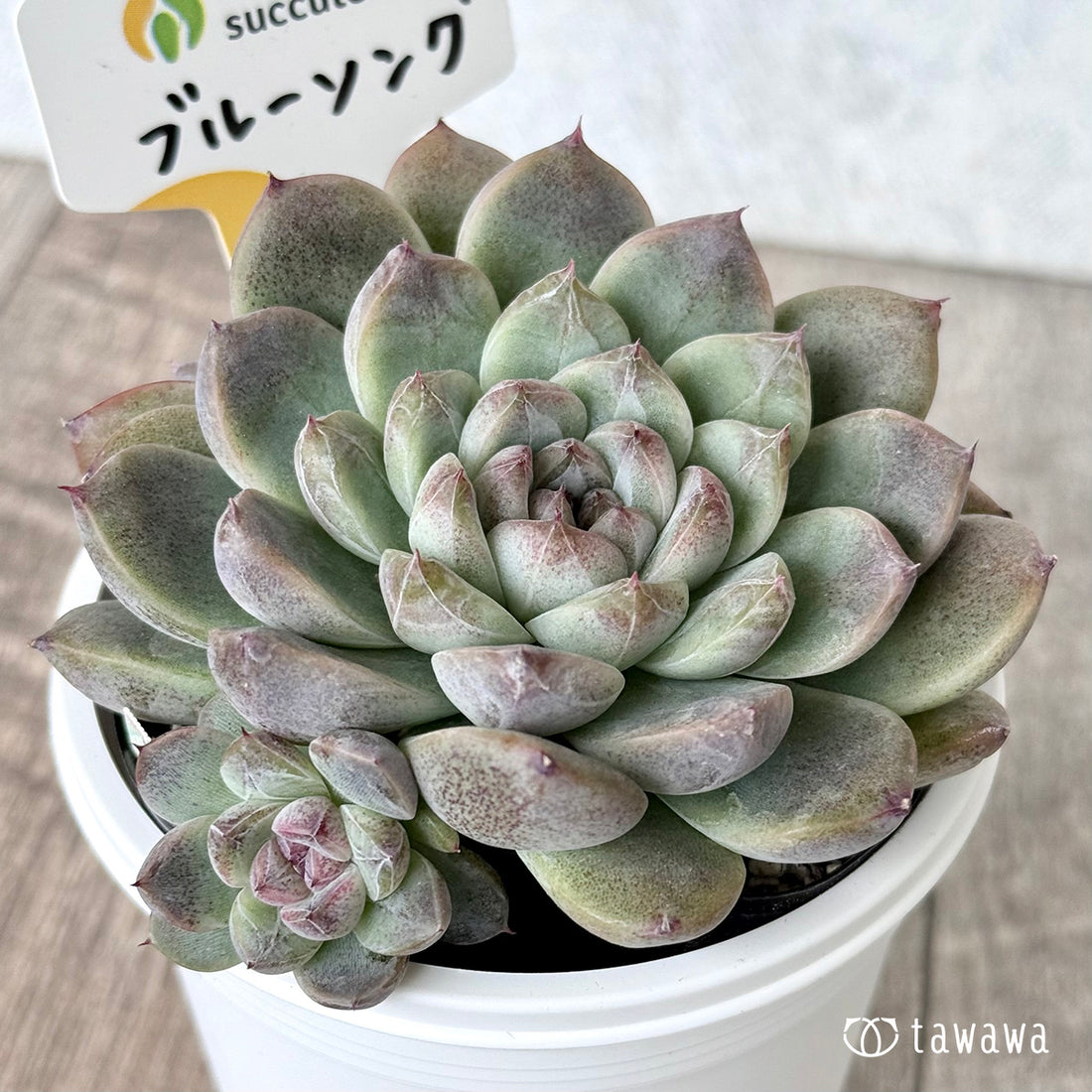 *新発売* ブルーソング (チャンヒー農園)【tawawaハウス苗】(7.5cmポット)