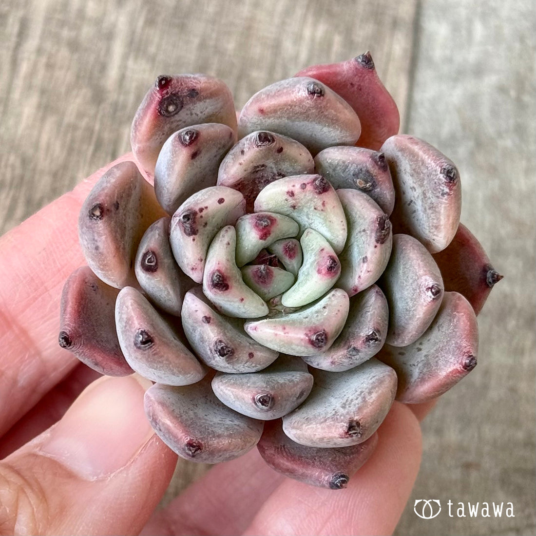 ジャッカル（エアーマジック苗）