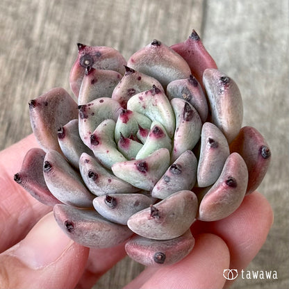 ジャッカル（エアーマジック苗）