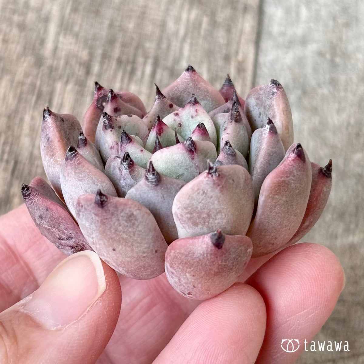 ジャッカル（エアーマジック苗）