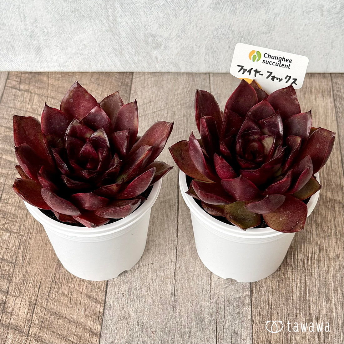 *新発売* ファイヤーフォックス(チャンヒー農園)【tawawaハウス苗】(7.5cmポット)