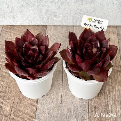 ＊新発売＊　ファイヤーフォックス（チャンヒー農園）【tawawaハウス苗】(7.5cmポット)
