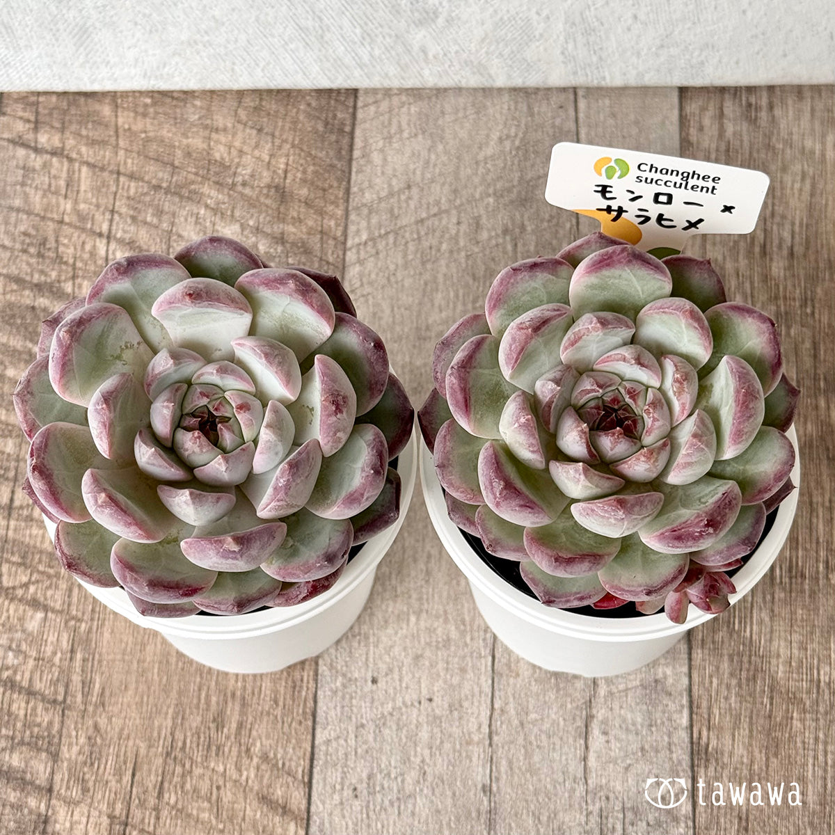モンロー×サラヒメ（チャンヒー農園）【tawawaハウス苗】(7.5cmポット)