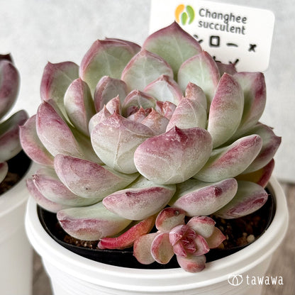 モンロー×サラヒメ（チャンヒー農園）【tawawaハウス苗】(7.5cmポット)