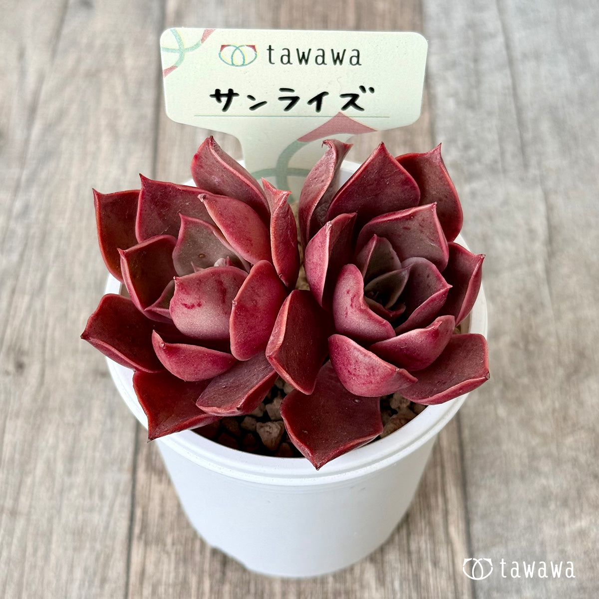 サンライズ【多頭】（エアーマジック農園苗）