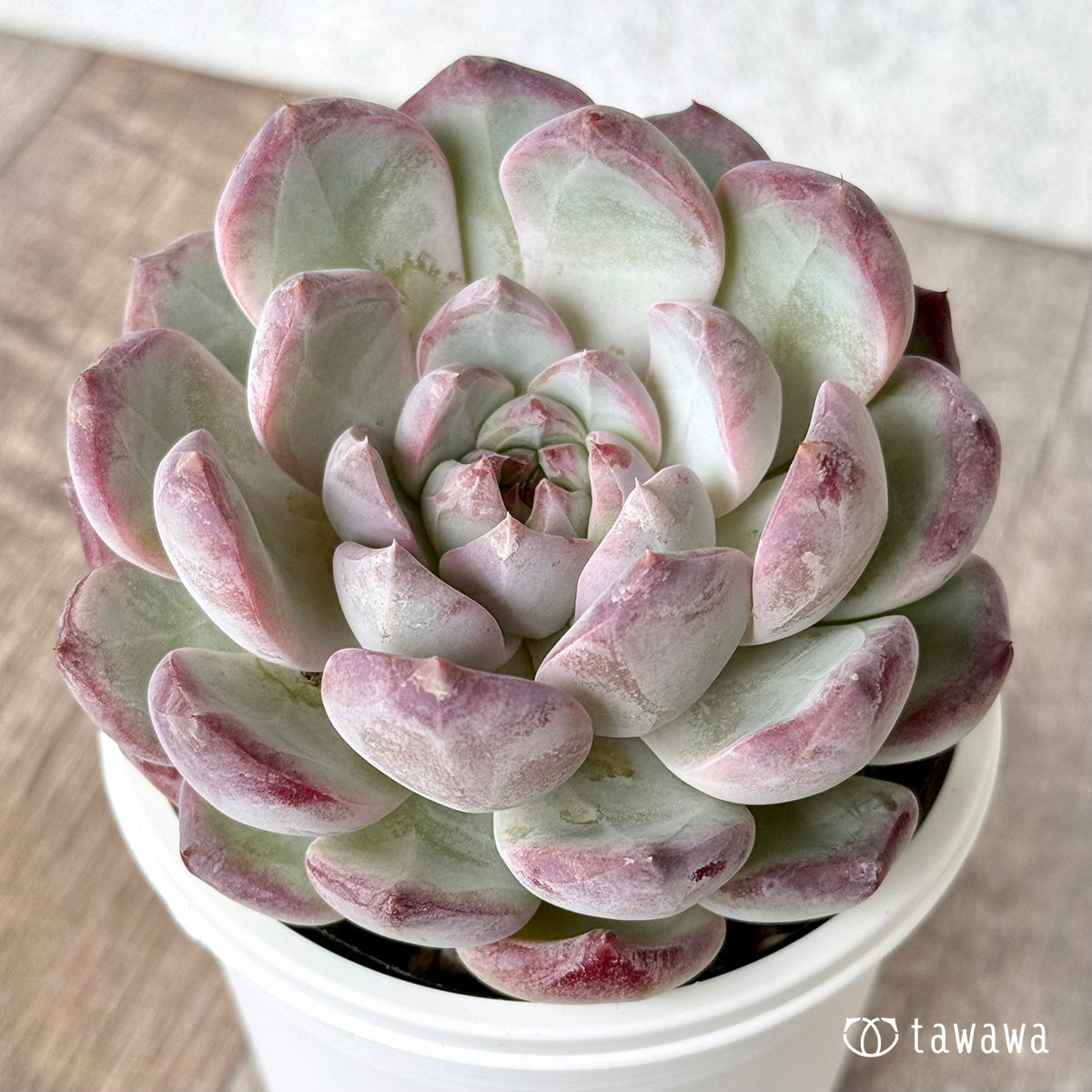 モンロー×サラヒメ（チャンヒー農園）【tawawaハウス苗】(7.5cmポット)