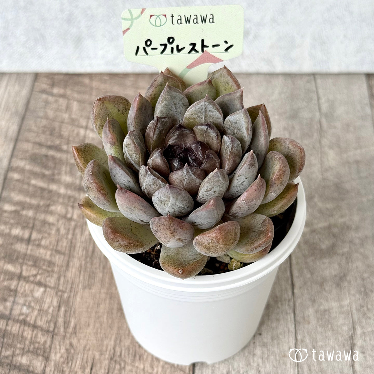 パープルストーン【tawawaハウス苗】(7.5cmポット)