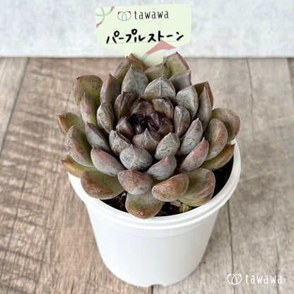 パープルストーン【tawawaハウス苗】(7.5cmポット)