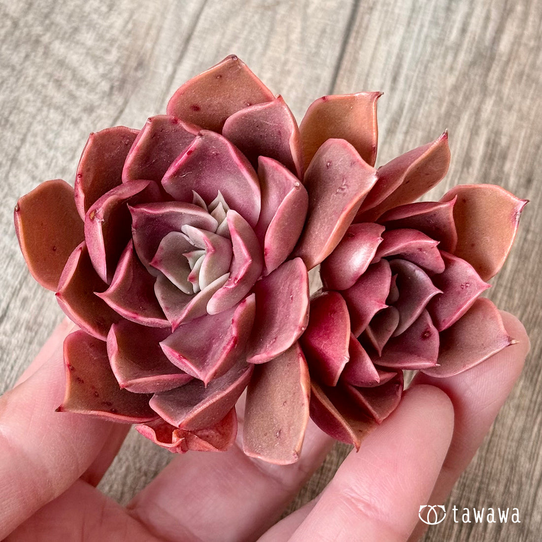 サンライズ【多頭】（エアーマジック農園苗）