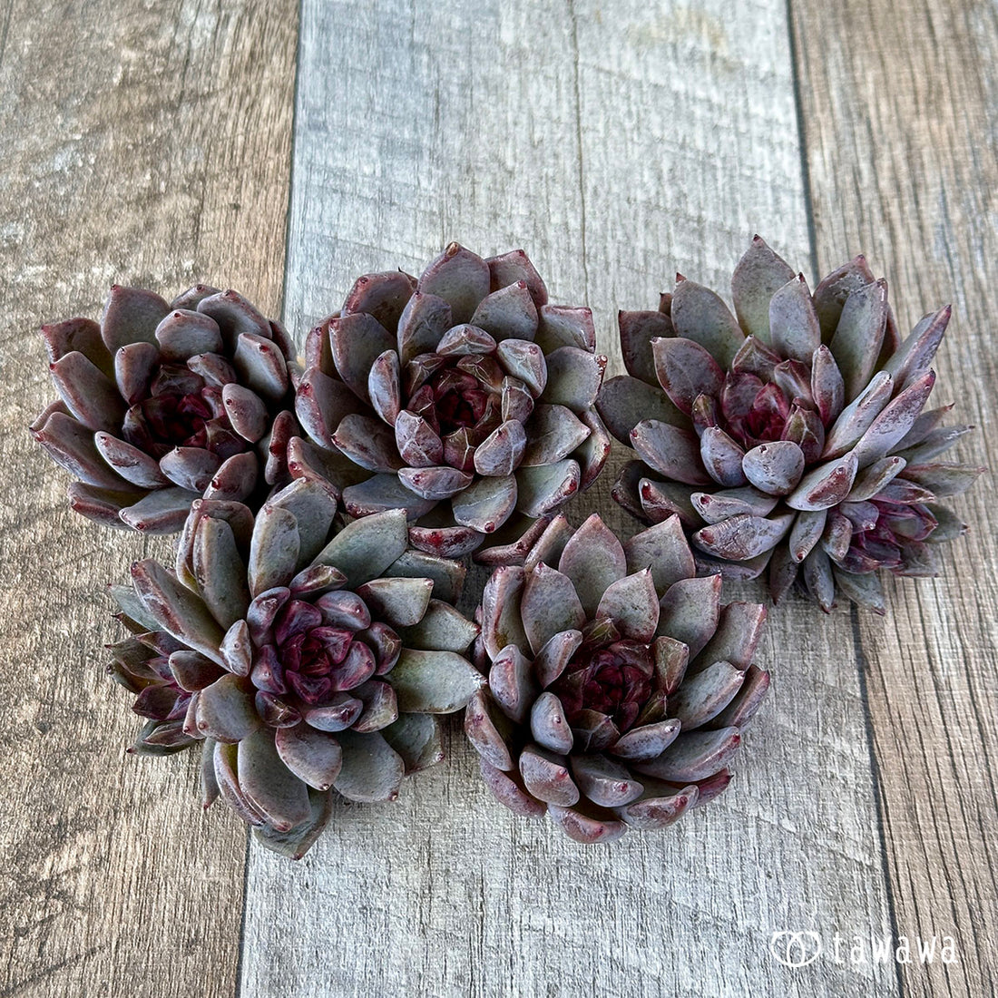 ヒアリナhyb× ブラッドマリアhyb(花村農園苗)