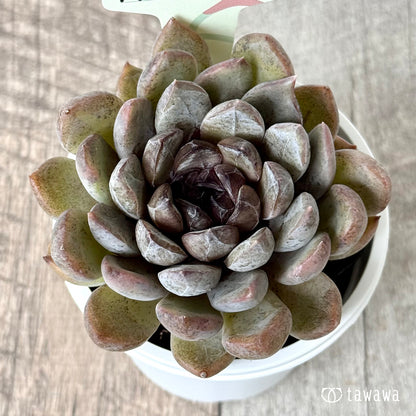 パープルストーン【tawawaハウス苗】(7.5cmポット)