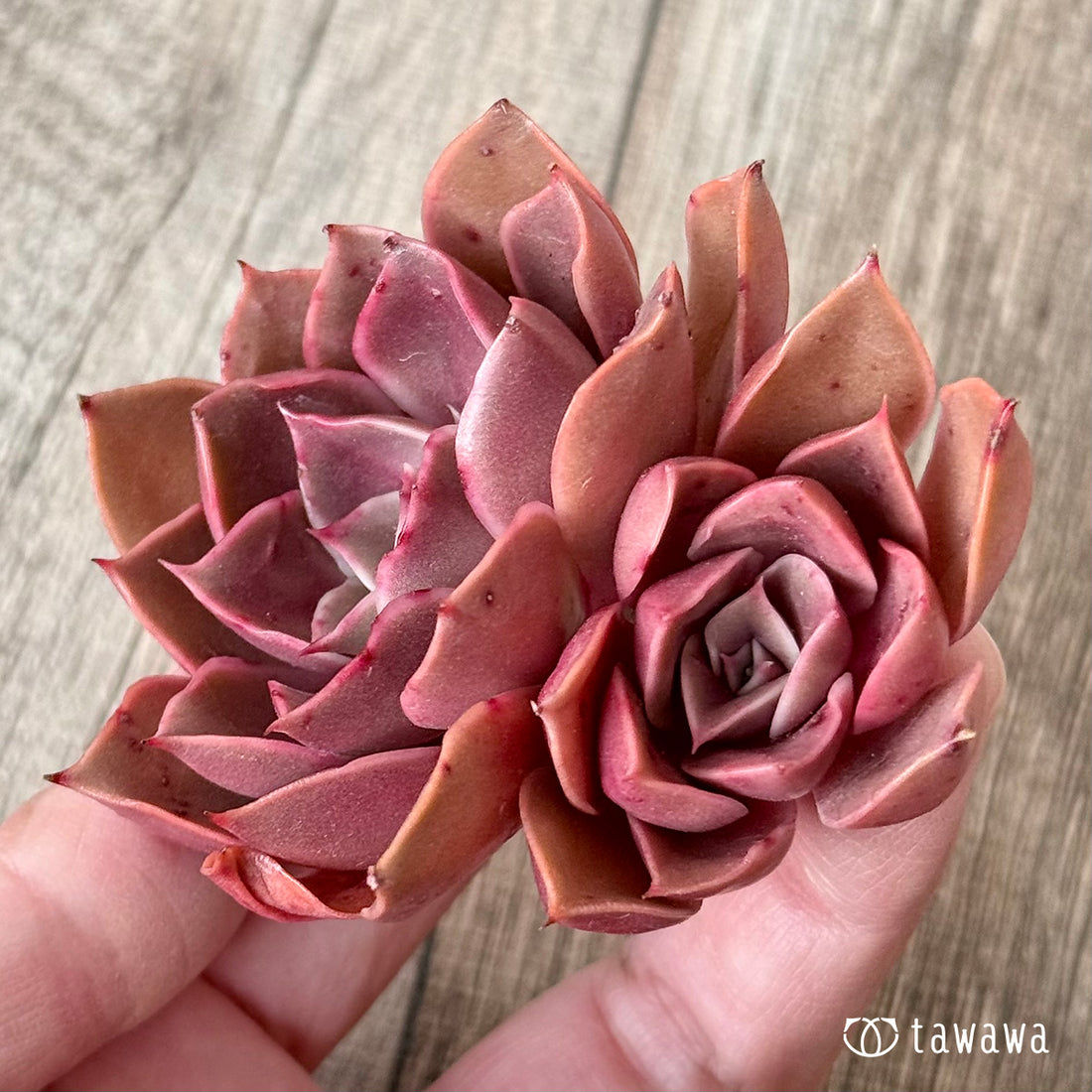 サンライズ【多頭】（エアーマジック農園苗）