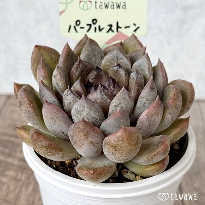 パープルストーン【tawawaハウス苗】(7.5cmポット)