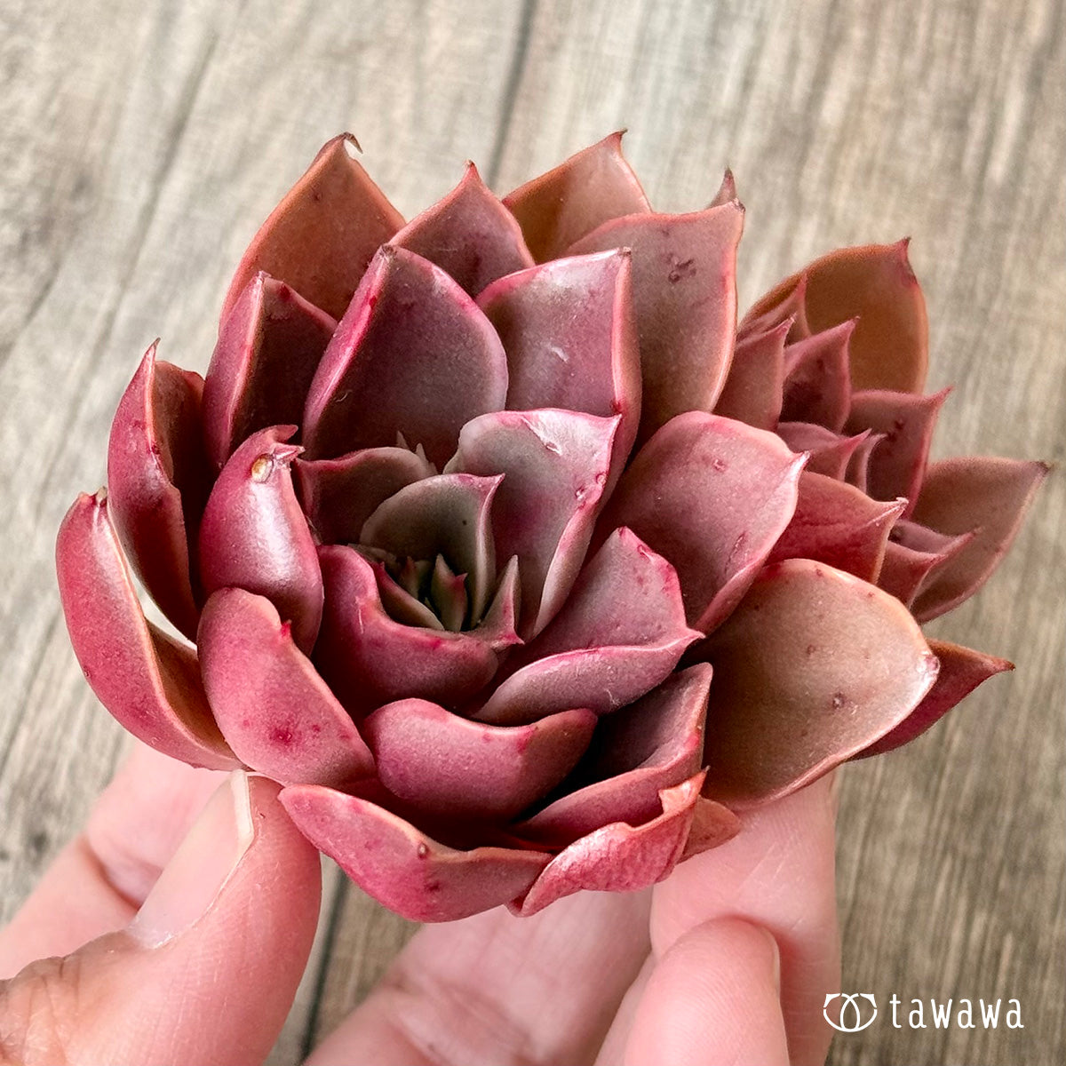 サンライズ【多頭】（エアーマジック農園苗）