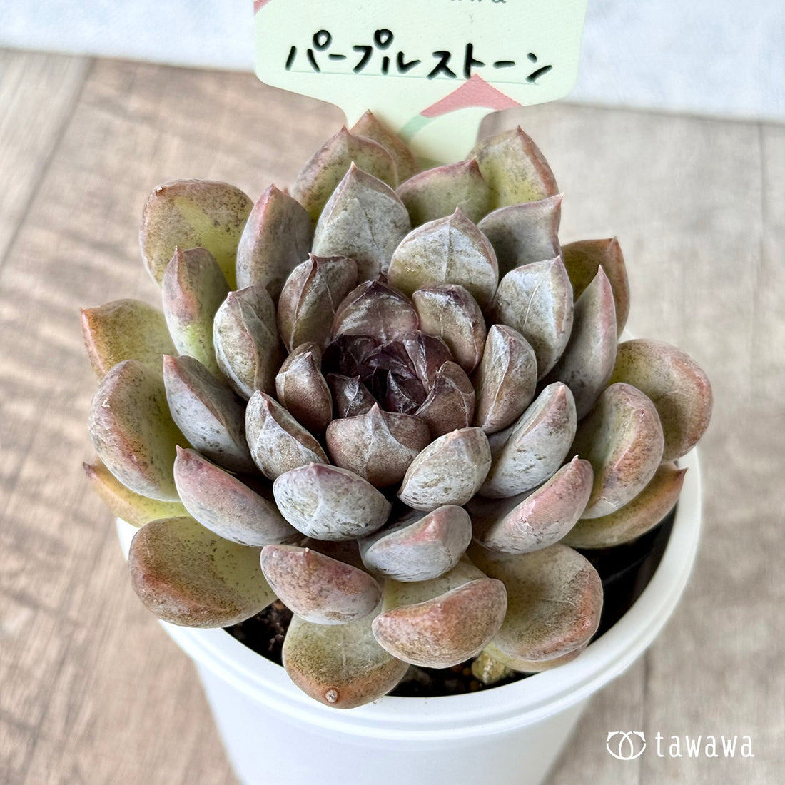 パープルストーン【tawawaハウス苗】(7.5cmポット)