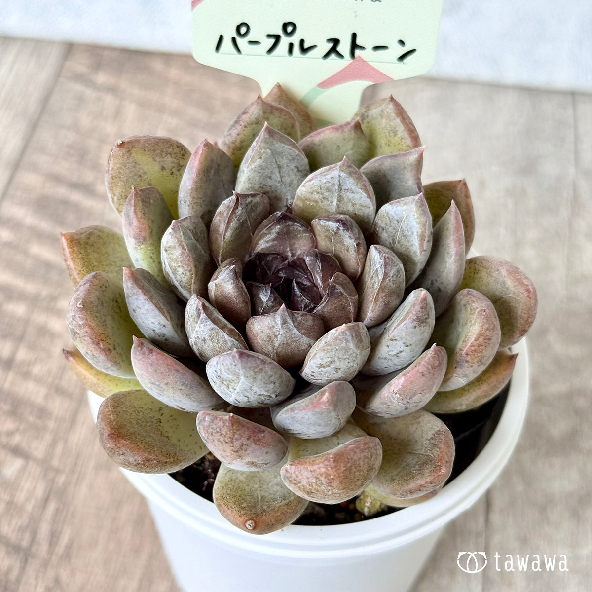 パープルストーン【tawawaハウス苗】(7.5cmポット)