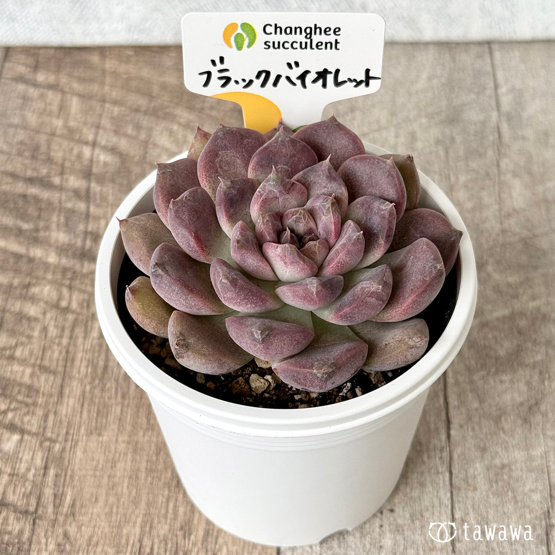 New Arrivals: Ice Green