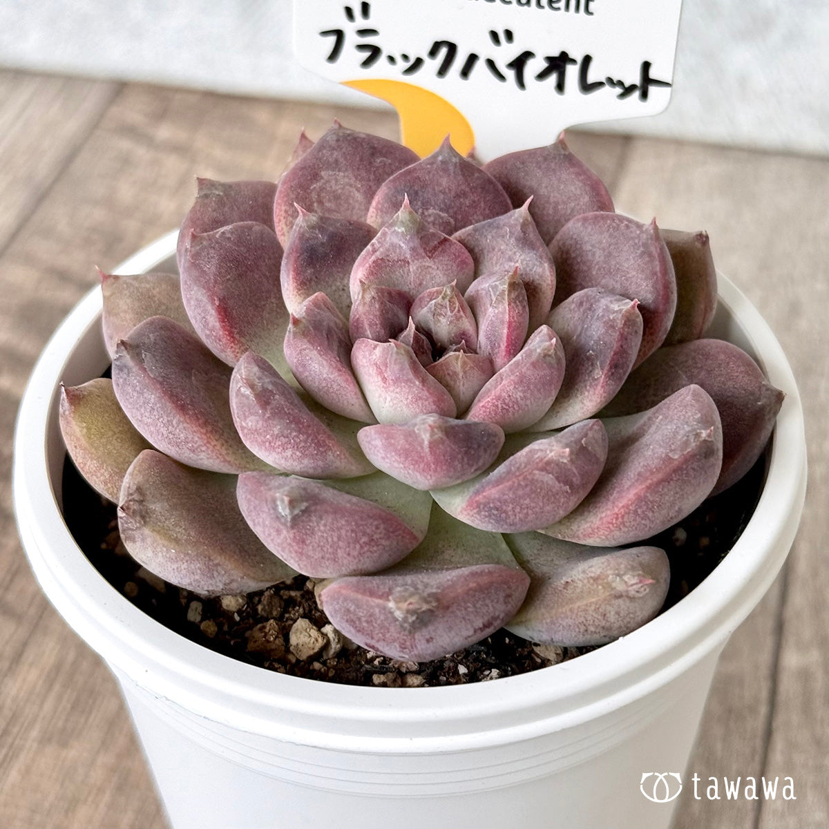 ブラックバイオレット（チャンヒー農園）【tawawaハウス苗】(7.5cmポット)