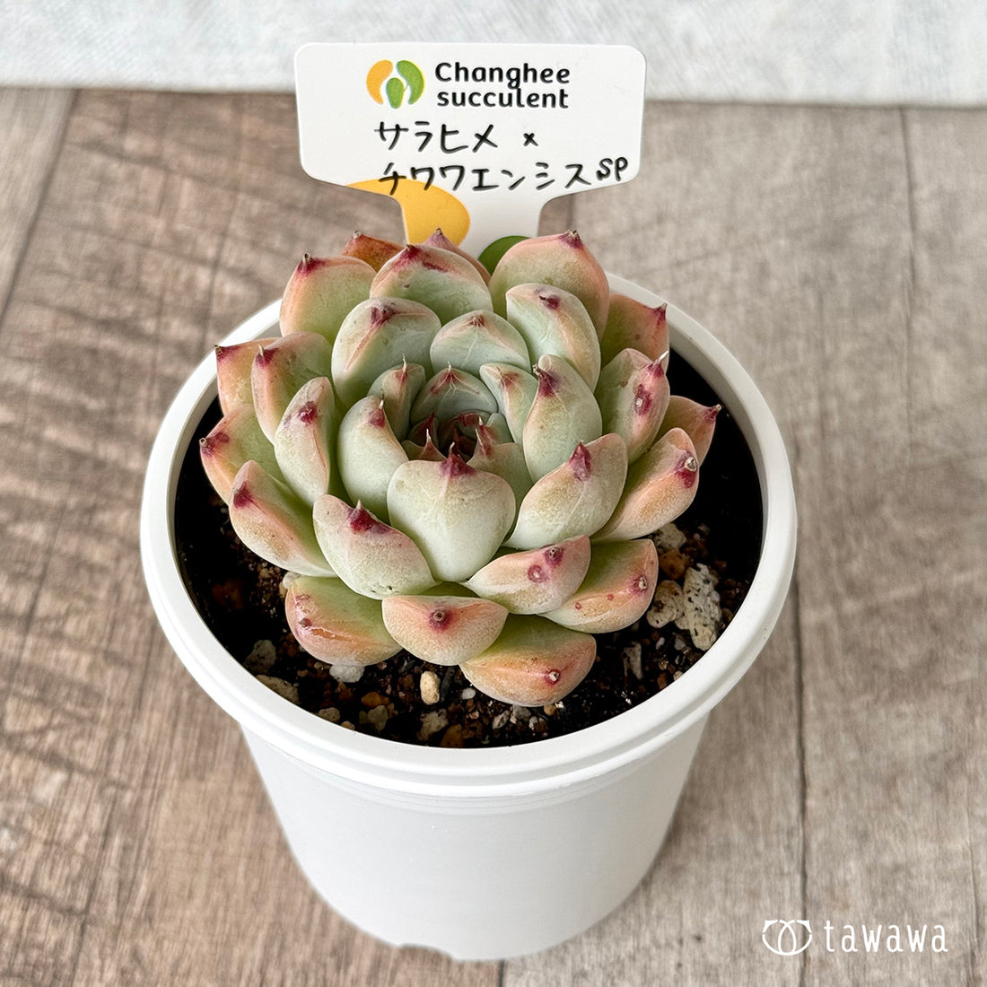 *新発売* サラヒメ×チワワエンシスsp(チャンヒー農園)【tawawaハウス苗】(7.5cmポット)
