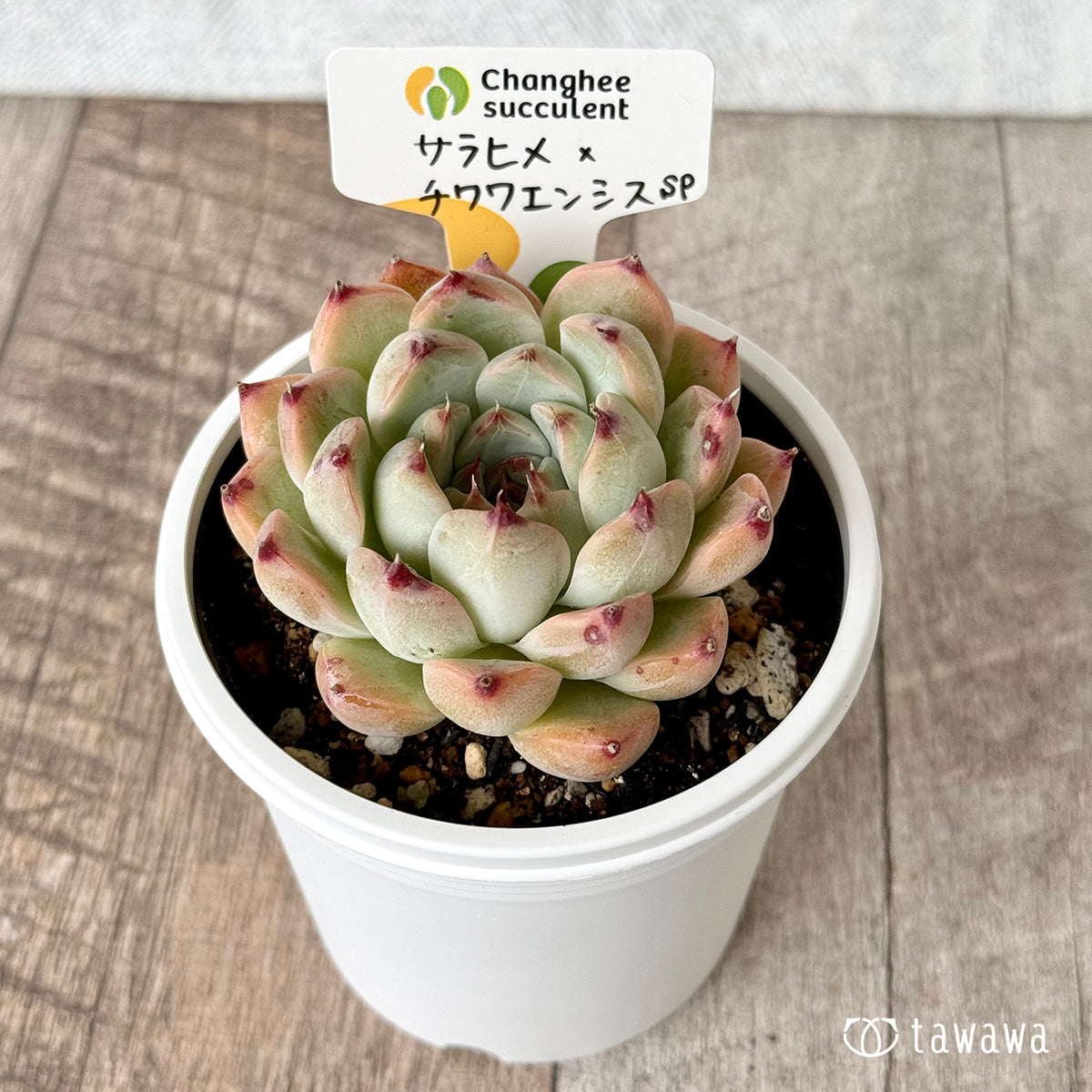 ＊新発売＊　サラヒメ×チワワエンシスsp（チャンヒー農園）【tawawaハウス苗】(7.5cmポット)