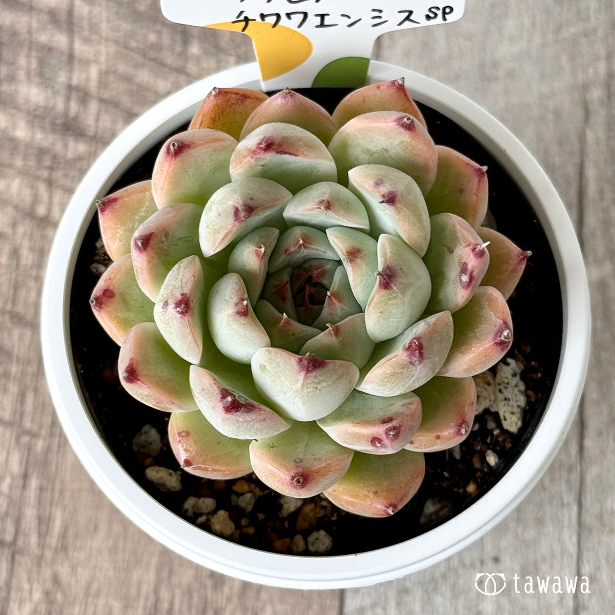 ＊新発売＊　サラヒメ×チワワエンシスsp（チャンヒー農園）【tawawaハウス苗】(7.5cmポット)