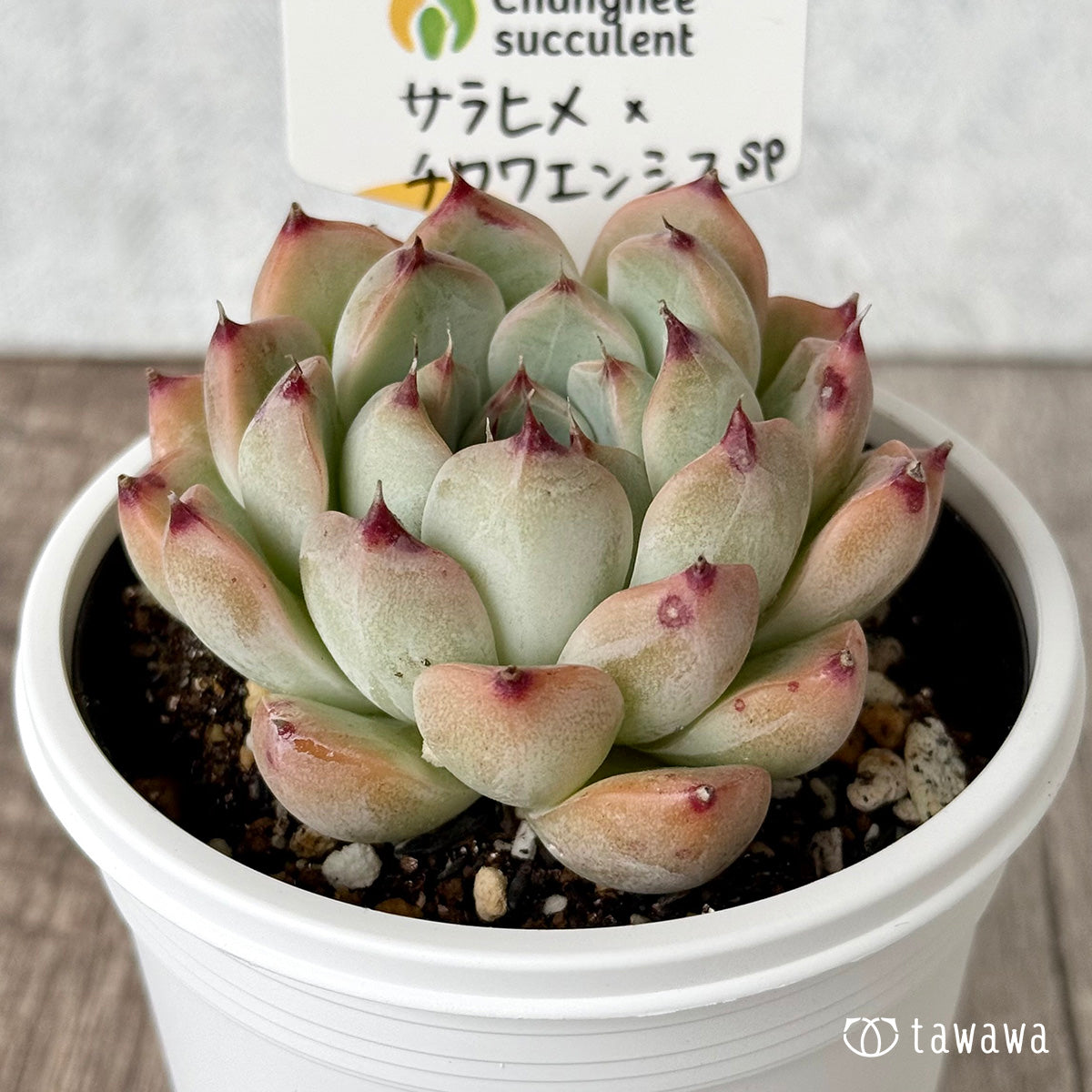 ＊新発売＊　サラヒメ×チワワエンシスsp（チャンヒー農園）【tawawaハウス苗】(7.5cmポット)