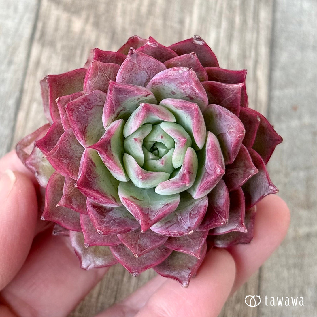 New Arrivals: Ice Green