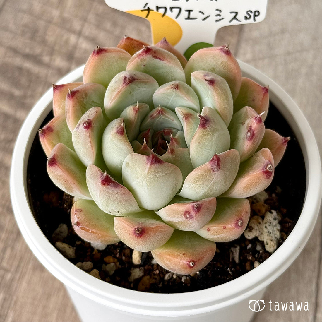 ＊新発売＊　サラヒメ×チワワエンシスsp（チャンヒー農園）【tawawaハウス苗】(7.5cmポット)